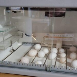 Macaw Hatching Eggs For Sale