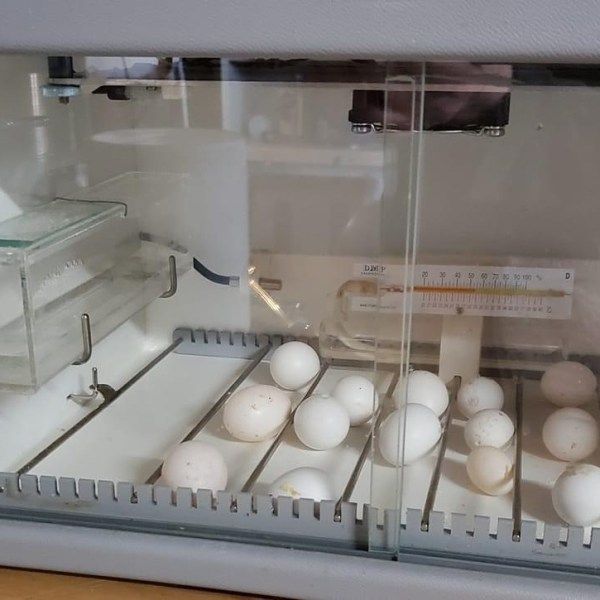 Macaw Hatching Eggs For Sale, Macaw Hatching Eggs For Sale