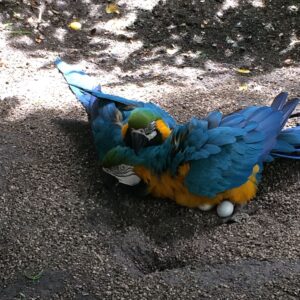 Macaw Hatching Eggs For Sale