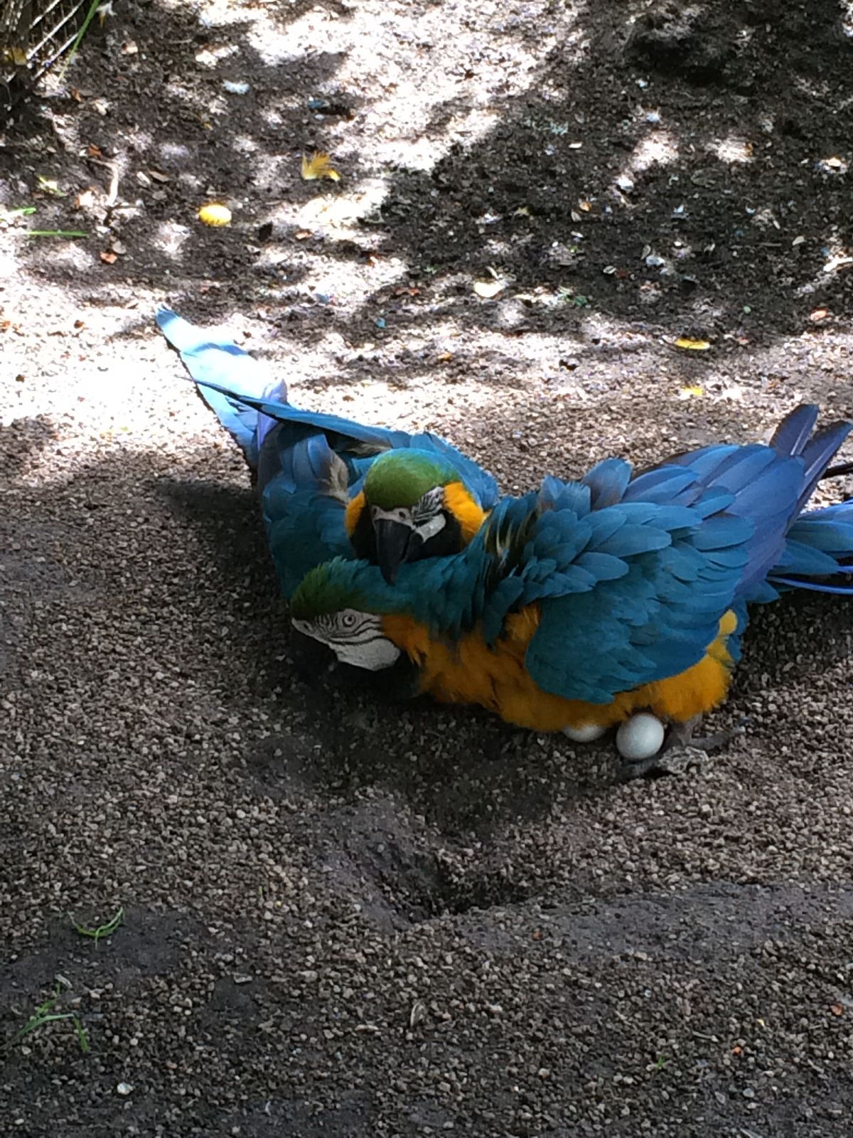 Macaw Hatching Eggs For Sale. Macaw Hatching Eggs For Sale
