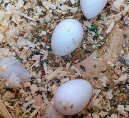 Macaw Hatching Eggs For Sale Macaw Hatching Eggs For Sale