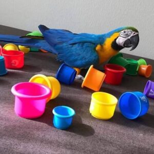 Blue And Gold Macaw Parrot