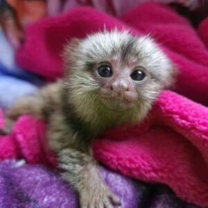 Marmoset Finger Monkey For Sale