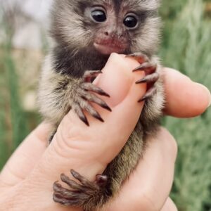 Marmoset Finger Monkey For Sale