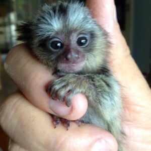 Marmoset For Sale