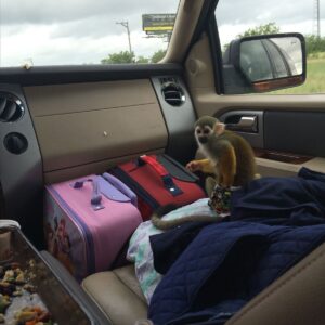 Monkey Squirrel For Sale