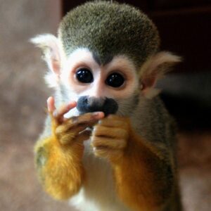 Monkey Squirrel For Sale
