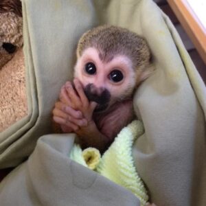 Monkey Squirrel For Sale
