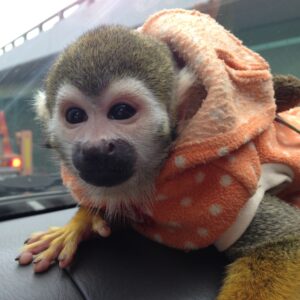 Monkey Squirrel For Sale