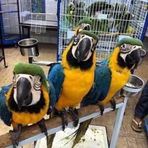 Available Parrots