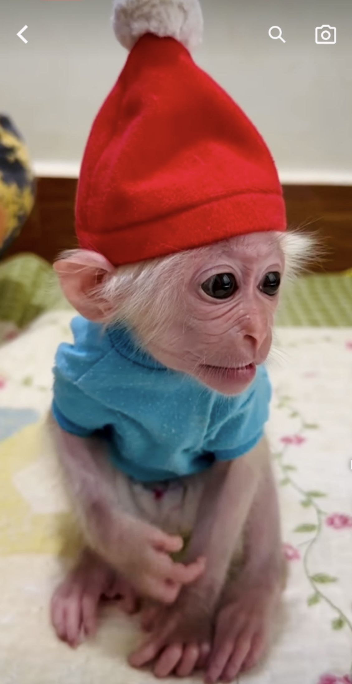 Pigtail Macaque For Sale Pigtail Macaque For Sale