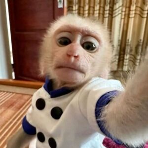 Pigtail Macaque For Sale