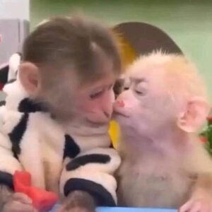 Pigtail Monkeys For Sale​