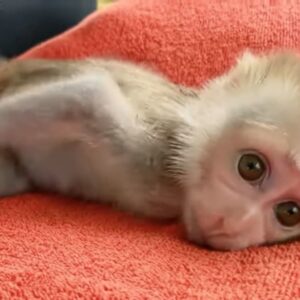 Pigtail Monkeys For Sale​