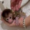 Pigtail Monkey For Sale Near Me