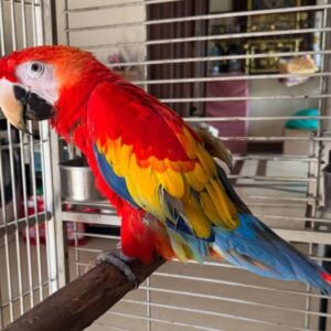 Scarlet Macaw Birds For Sale