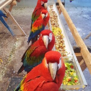 Scarlet Macaw Birds For Sale