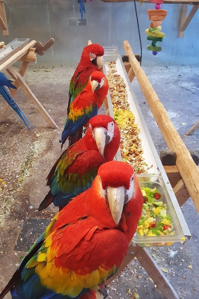 Scarlet Macaw Birds For Sale, Scarlet Macaw Birds For Sale