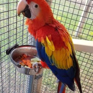 Scarlet Macaw Birds For Sale