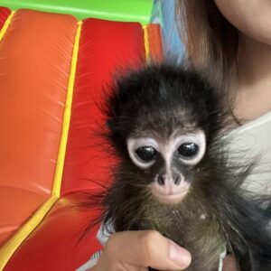 Spider Monkey For Sale