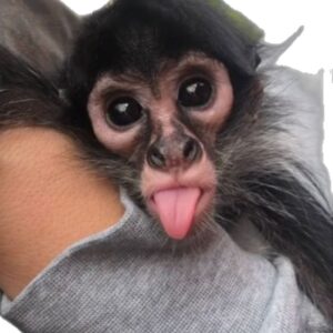 Spider Monkey For Sale