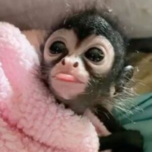 Spider Monkey Pet​ For Sale