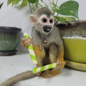 Squirrel Monkey For Sale