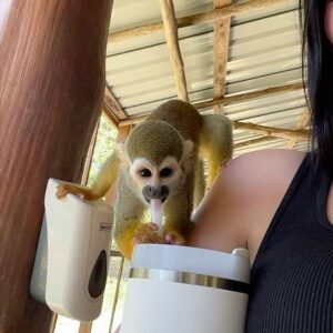 Squirrel Monkey Pet For Sale