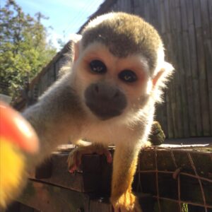 Squirrel Monkeys For Sale