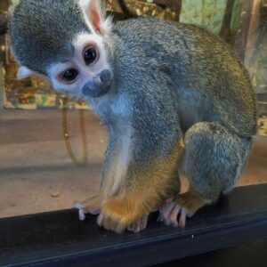 Squirrel Monkeys For Sale