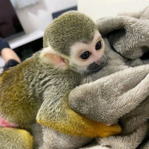 Squirrel Monkeys For Sale