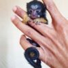 Tamarin Monkey For Sale