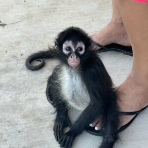 Baby Spider Monkey