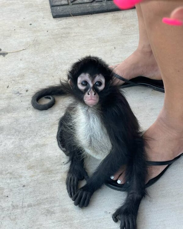 Baby Spider Monkey