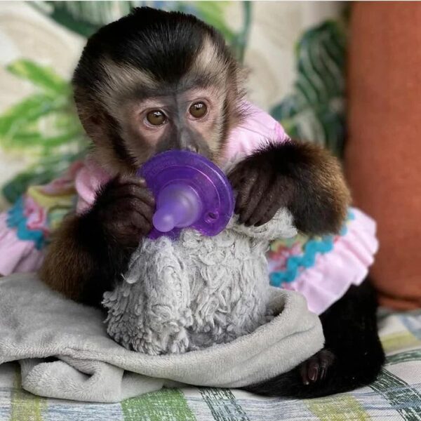 Capuchin Monkey Facts