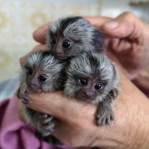 Marmoset Monkey For Sale