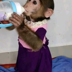 Macaque Monkey For Sale