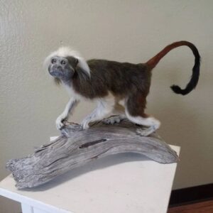 Tamarin Monkey For Sale