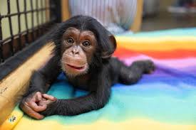 chimpanzee Pet For Sale