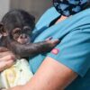 Baby Chimpanzee For Sale