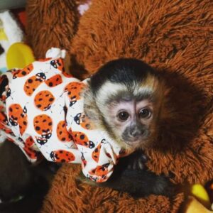 Capuchin Monkey For Sale