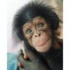 Baby Chimp For Sale ( Suzy )