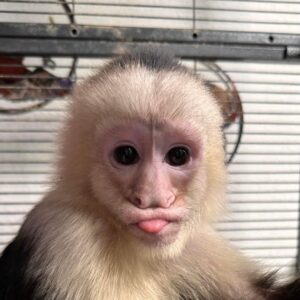 White Faced Capuchin Monkey For Sale