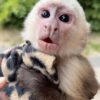 White Faced Capuchin Monkey For Sale