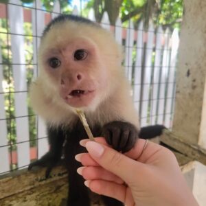 White Faced Capuchin Monkey For Sale