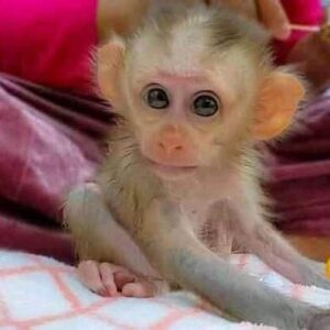 baby pigtail monkey for sale