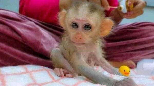 baby pigtail monkey for sale