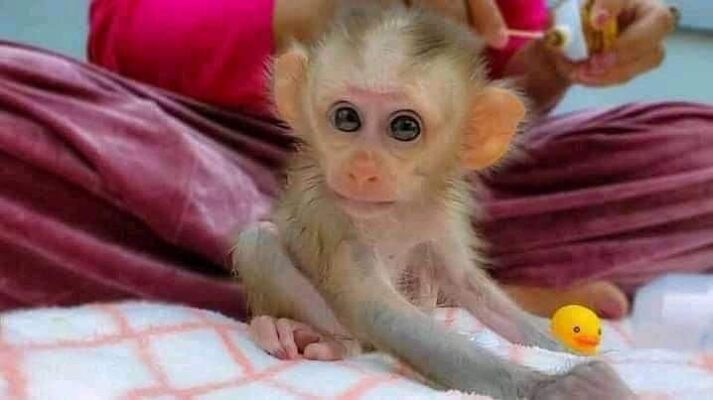 baby pigtail monkey for sale