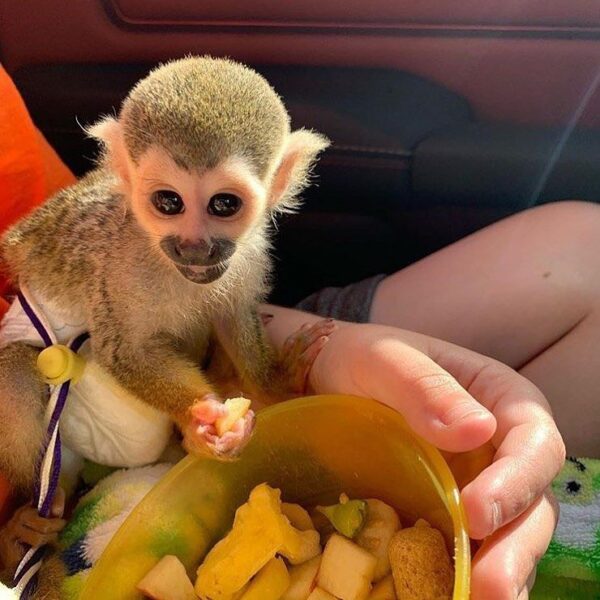 Squirrel Monkey