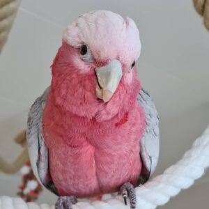 Galah Cockatoo For Sale